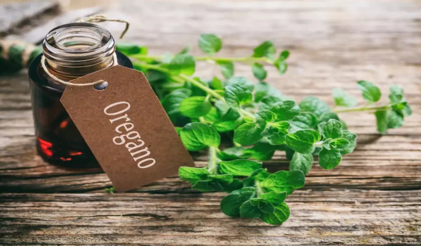 wellhealthorganic.com:health-benefits-and-side-effects-of-oil-of-oregano